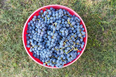 bir kova içinde üzüm