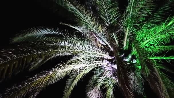 Illuminated palm in the night — Stock Video