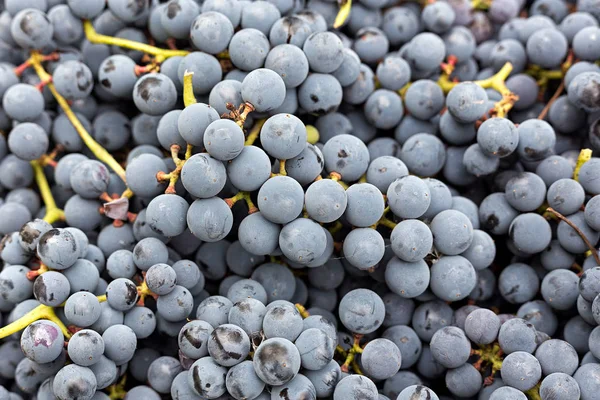 Háttérben kék szőlőt — Stock Fotó