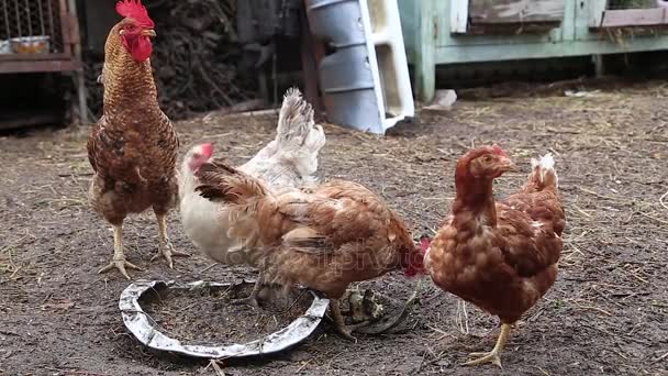 Fehér kakas és tyúkok tarka csipegessék a gabona, a vályú. — Stock videók