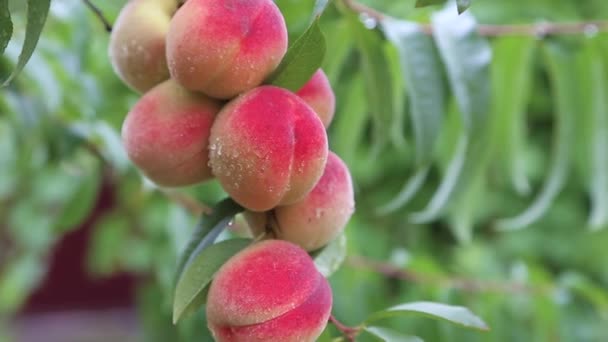Mogna persikor på träd i fruktträdgården skakar den hårda vinden. — Stockvideo