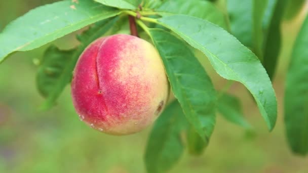 Persik matang di pohon di kebun berguncang pada angin keras . — Stok Video