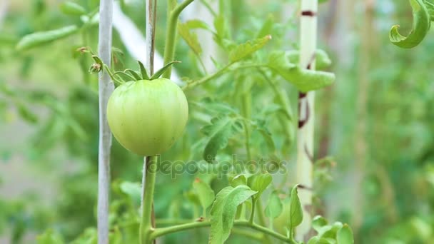 Longues tomates vertes accrochées à une branche aux feuilles vertes . — Video