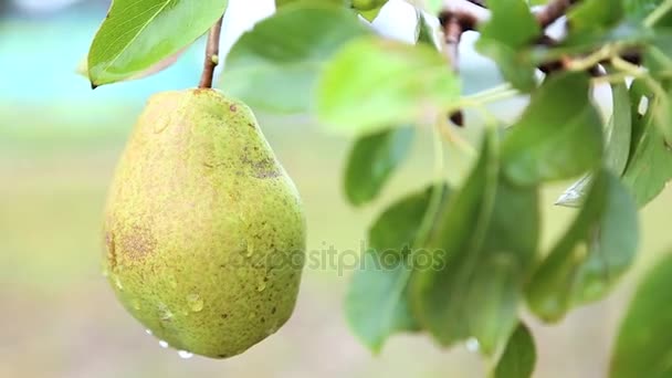 Pera madura en el árbol en el huerto temblando en el viento duro . — Vídeos de Stock