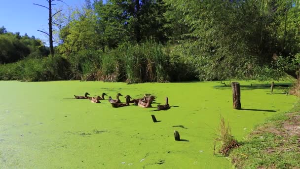 Patos nadando em um pântano com plantas daninhas — Vídeo de Stock
