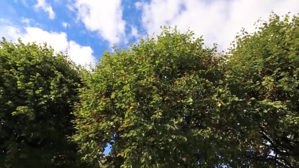 Зелені дерева на фоні неба — стокове відео