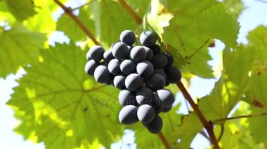 dal yeşil yaprakları, üzüm hasat ile olgun mavi üzüm