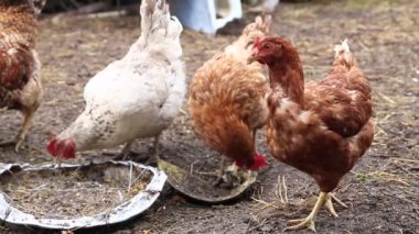 beyaz horoz ve alacalı tavukları tahıl yalak üzerinden peck. olmadan video işleme