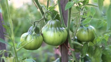 yeşil yaprakları ile dal yeşil domates.