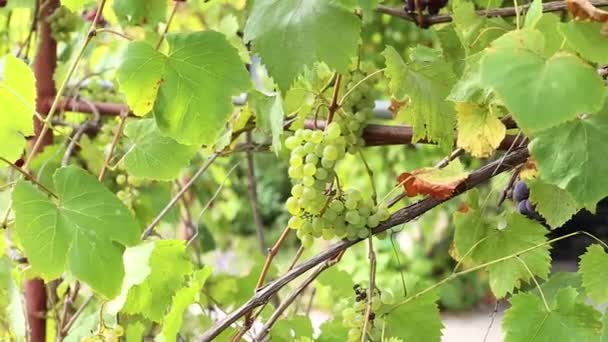 Зелений виноград на гілці з зеленим листям в саду, виноград віє на сітці — стокове відео