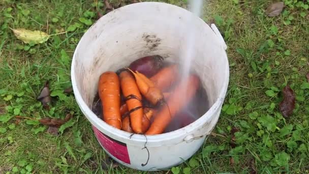 Choux poussant dans le jardin. Feuilles de chou insectes grignotés, sans traitement vidéo — Video