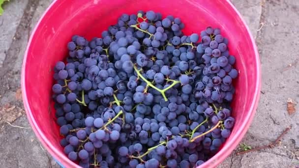 Colheita de uvas, uvas azuis maduras são jogados em um balde — Vídeo de Stock