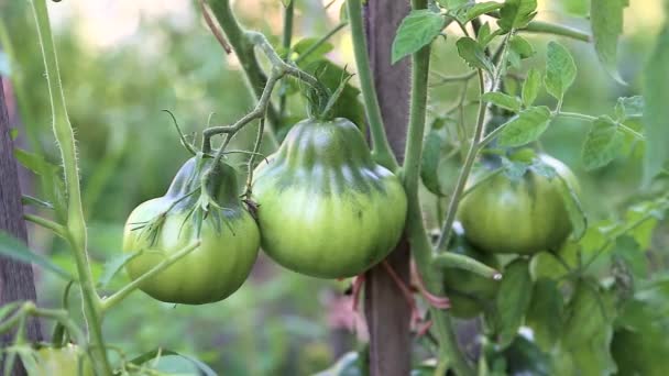 Πράσινες ντομάτες σε ένα υποκατάστημα με πράσινα φύλλα. — Αρχείο Βίντεο