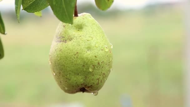 Reife Birne auf Baum im Obstgarten, zitternd im harten Wind. ökologischer ökologischer Landbau — Stockvideo