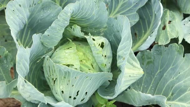 Cavolo che cresce nel giardino. Foglie di cavolo insetti rosicchiati, senza elaborazione video — Video Stock