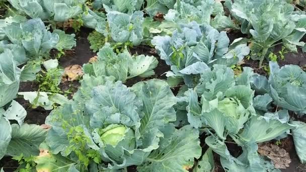 Choux poussant dans le jardin. Feuilles de chou insectes grignotés, sans traitement vidéo — Video