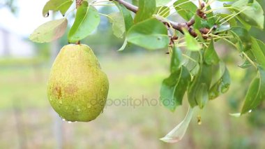Olgun armut ağacı meyve sert rüzgarda sallayarak üzerinde.