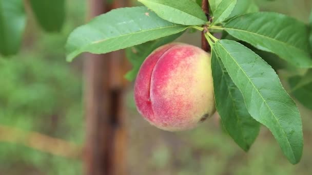 Спелые персики на дереве в саду трясутся от сильного ветра . — стоковое видео