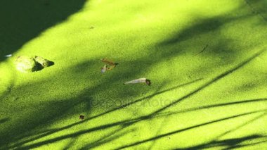  su ve duckweed detayını çiçek bir gölge  