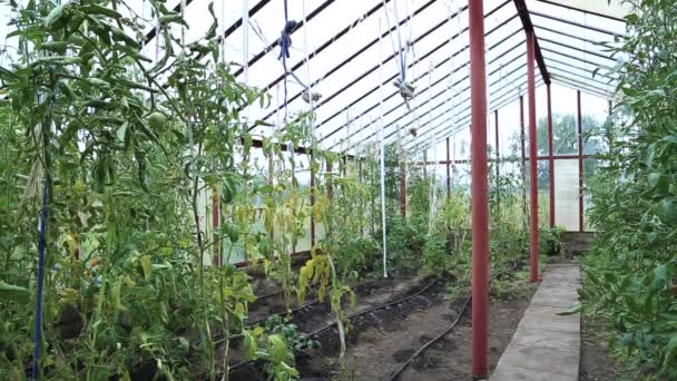 Tomater i växthuset — Stockvideo