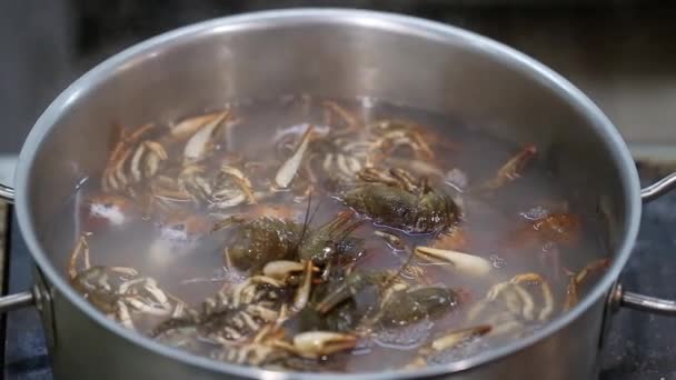 在锅里煮熟的小龙虾 — 图库视频影像