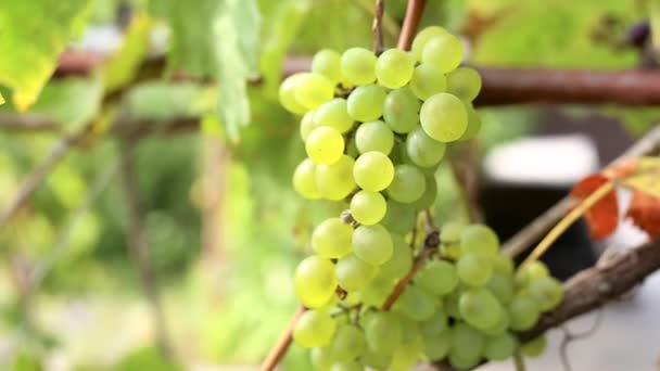 Green grapes on a branch with green leaves in the garden, grapes winds on the grid — Stock Video