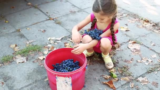 La niña pone un cubo de uvas, vendimia — Vídeo de stock