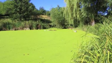 bir bataklık, yaz kırsal manzara üzerinde yeşil duckweed 