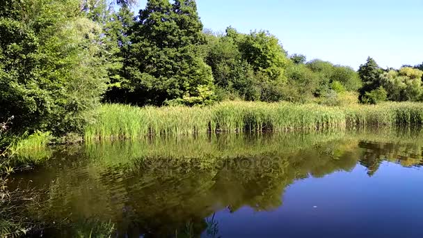 Вокруг озера растут зеленые деревья. природа отражается в озере — стоковое видео