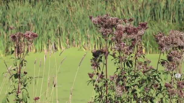 Plantas pantanosas en el fondo del pantano con algas de pato — Vídeos de Stock