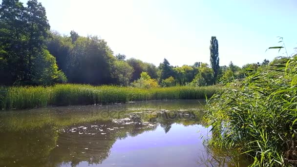 magnifique étang serein avec verdure sur les rives. feuillage se reflète dans l'eau 