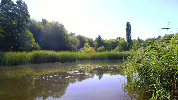 Mooie serene vijver met groen aan de oever. gebladerte komt tot uiting in water — Stockvideo