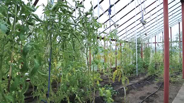 Los tomates crecen en el invernadero — Vídeos de Stock