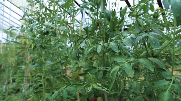 Os tomates crescem na estufa — Vídeo de Stock