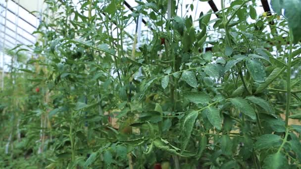 Los tomates crecen en el invernadero — Vídeo de stock