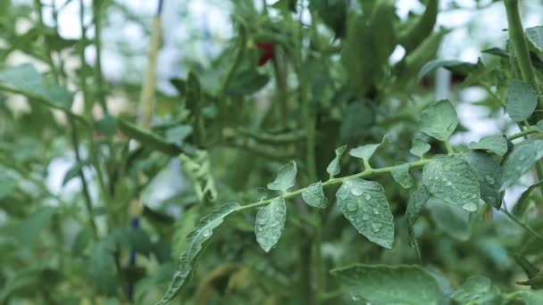 Les tomates poussent en serre — Video