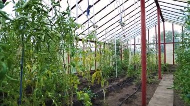 Domatesler serada yetişir.