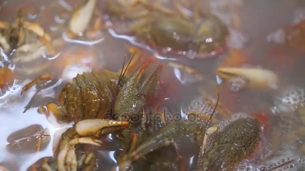 小龙虾烹饪 — 图库视频影像