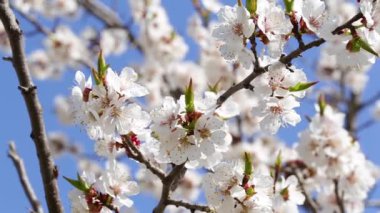 Ağaç kayısı çiçeği