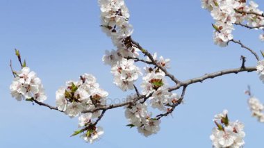 Mavi gökyüzü çiçekleri