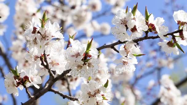 Fondo fresco de primavera — Vídeos de Stock