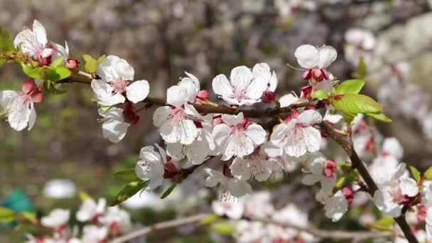 Weiße Blüten und Knospen einer Aprikose — Stockvideo