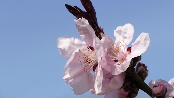 벚꽃 꽃의 브런치 — 비디오