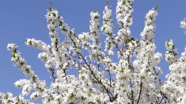 Tree with flowers on the blue sky — Stock Video