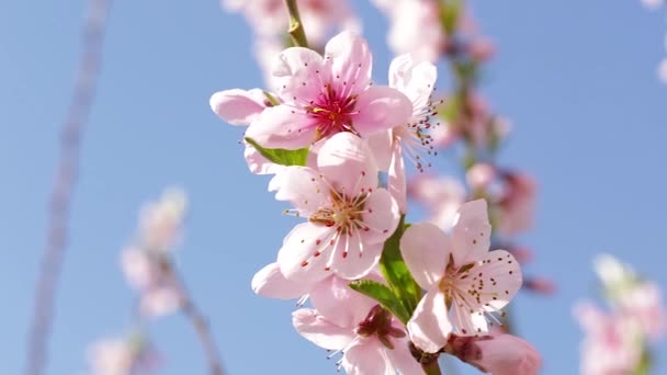 Körsbärsträdet blommar — Stockvideo