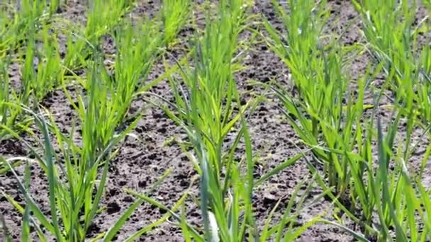 Young garlic plants in the field — Stock Video