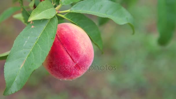 Peach mognat på ett träd — Stockvideo