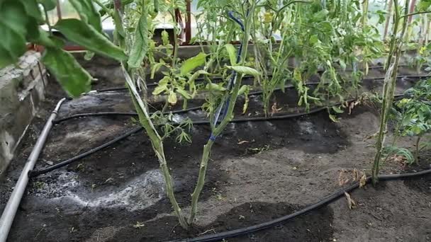 Tomaten tröpfeln Bewässerung — Stockvideo