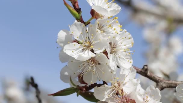 Flowers of a blooming apricot on a branch — Stock Video