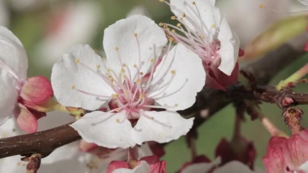 Крупный план цветущего абрикоса — стоковое видео